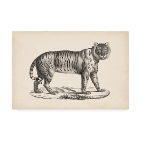 Brodtmann 'Brodtmann Female Tiger' Canvas Art,12x19